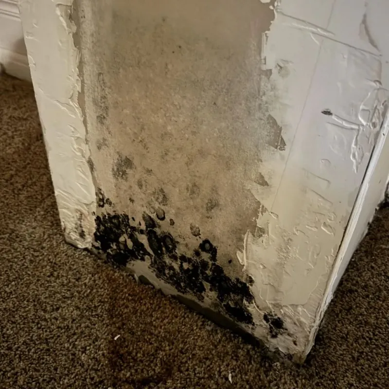 Professional Mold Removal in Peachtree City, GA